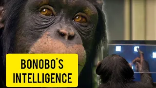 Bonobo silence|Kanzi the api who have conservation with human