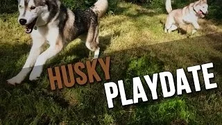 Husky Playdate!