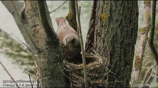 Дрозд-рябинник (Turdus pilaris) в природе. Fieldfare in nature.