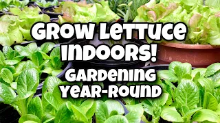 How to Grow Lettuce Indoors - Gardening Year-Round