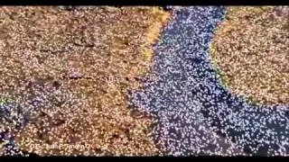 TIERRA LA PELICULA DE NUESTRO PLANETA [MUSIC VIDEO]