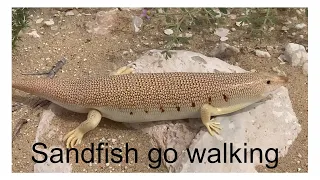 Sandfish go walking || Eastern Skink  #sandfish #youtube #youtubevideo