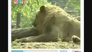 Sumatran Tiger vs Male African Lion, Lion submits!!