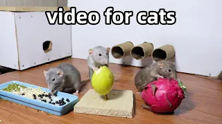 Cat Tv🐭relaxing videos for cats🐭rats in the jerry mouse hole🐭