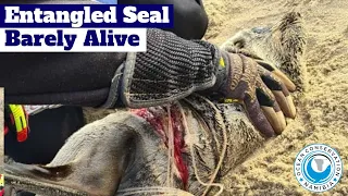 [GRAPHIC] Entangled Seal Barely Alive