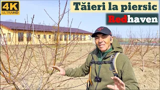 Taieri la piersic soiul redhaven