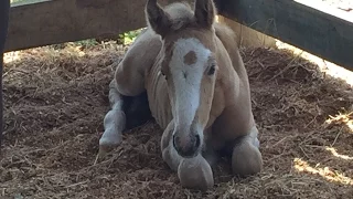 The Arrival of Symmie - The Unwanted Foal