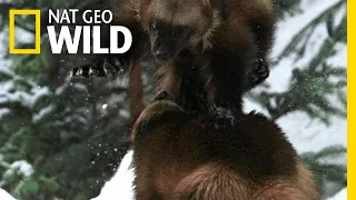 A Wolverine Showdown | Alaska's Deadliest