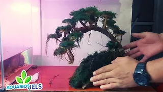 bonsai para acuario plantado paso a paso con musgo de Java