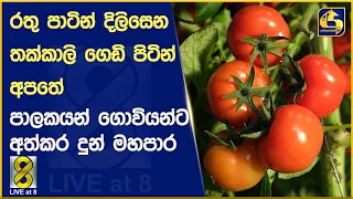 රතු පාටින් දිලිසෙන තක්කාලි ගෙඩි පිටින් අපතේ - පාලකයන් ගොවියන්ට අත්කර දුන් මහපාර