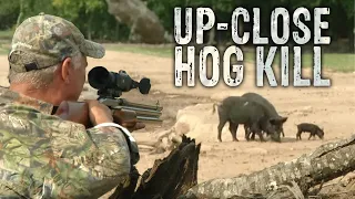 Big Bore 50 Caliber Air Rifle Hunt for Wild Boar