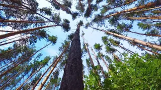 Она Лежала Под Сосной , Но Люди В Деревне Об Этом Не Знали