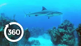 Protecting Ocean Anchor Species | Racing Extinction (360 Video)