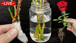 🌹 All about How to Reproduce and Grow ROSES from Cuttings