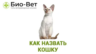 Как назвать кошку