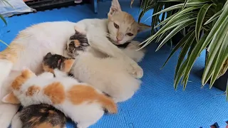 Cat Breakfast Time || Kucing Waktu Makan || Feeding Cat and kittens