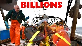 This is How Maine Produces and Processes Billions of Lobster Per Year | Lobster Fishing #agriculture