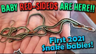 Our Red-Sided Garter Snake Gave Birth!!