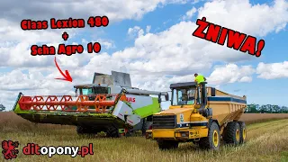 Żniwa! Kombajn Claas Lexion 480 + Seha Agro 10 w rzepaku!