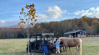 Planting shade trees on the farm for livestock.