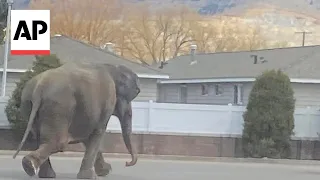 Watch escaped circus elephant stop traffic in Montana