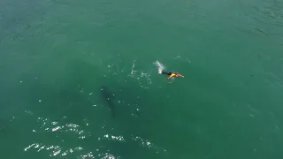 White Shark Cruising Next to Swimmer off Aptos, Monterey Bay, California.