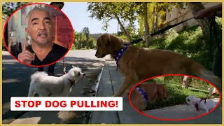 How To Solve Leash Aggression with Cesar Millan (Dog Nation)