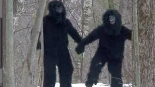 GAY BIGFOOT CAUGHT ON VIDEO -