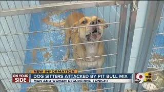 Dog sitters attacked by pit bull mix