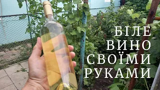 DIY HOME WINE from HOME GRAPES