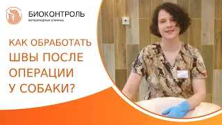 🐕 Как правильно обрабатывать послеоперационные швы у собаки? Как обрабатывать швы у собаки. 18+