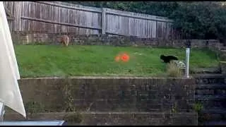 cat and fox playing