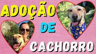 ANTES DE ADOTAR, assista esse vídeo - Cão em apartamento - Minha experiência com Paco (labrador)