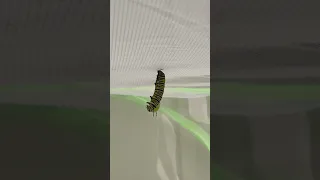 Pupating Monarch Caterpillar