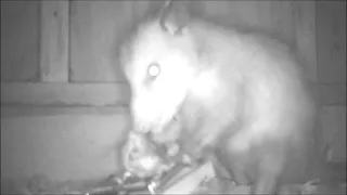 Possum Traps and Eats Rat!