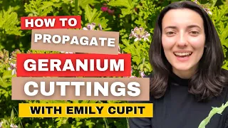 How To Propagate Geranium Cuttings (Takes Less Than 1 Minute!)