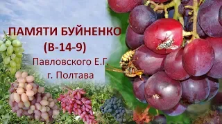 @Виноград 2019  Виноград Памяти Буйненко  Отзыв о винограде