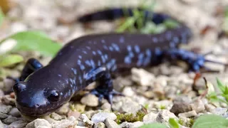 Species Polyamorous salamander: known for producing female offspring.