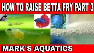 HOW TO BREED BETTA PART 3 RAISING THE FRY.