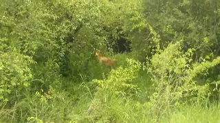 lionesses try to fight off a big nomadic male lion