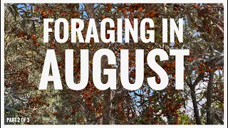 Foraging in August - UK Wildcrafts Foraging Calendar (Part 2 of 3)