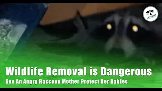 Wildlife Removal is Dangerous - See An Angry Raccoon Mother Protect Her Babies