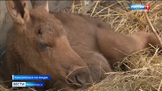 Подкидыш Боря: найденный в тайге лосёнок нашёл новый дом в зооцентре «Питон»