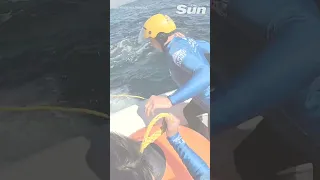 Rescue team frees humpback whale towing anchor and rope off Australia's Gold Coast #shorts