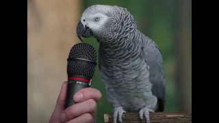 Говорящий Попугай - умный попугай отвечает на вопросы