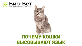 Почему кошки высовывают язык. Ветклиника Био-Вет