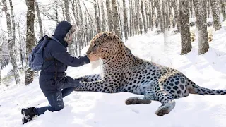 The Man Couldn't Ignore This Frozen Dying Leopard, You Wouldn’t Believe What Happened Next!