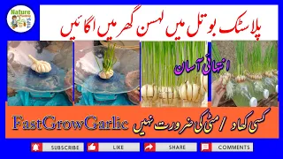 Breeding method to grow garlic quickly to harvest|How to grow garlic in plastic bottles with water|