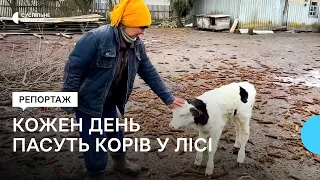 "Худоба боїться не холоду, а голоду": як подружжя з Ічнянщини вирощує корів