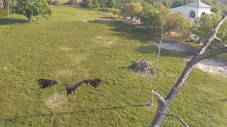 SWFL Eagles ~  E23 On Snag Morning After Owl Strike 💗 AMAZING FLIGHT BACK TO NEST! F23 Feeds 3.17.24